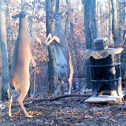 View TBT Whitetail and customer trail cam images